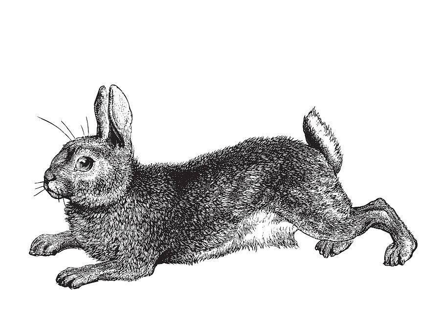 Engraved hare